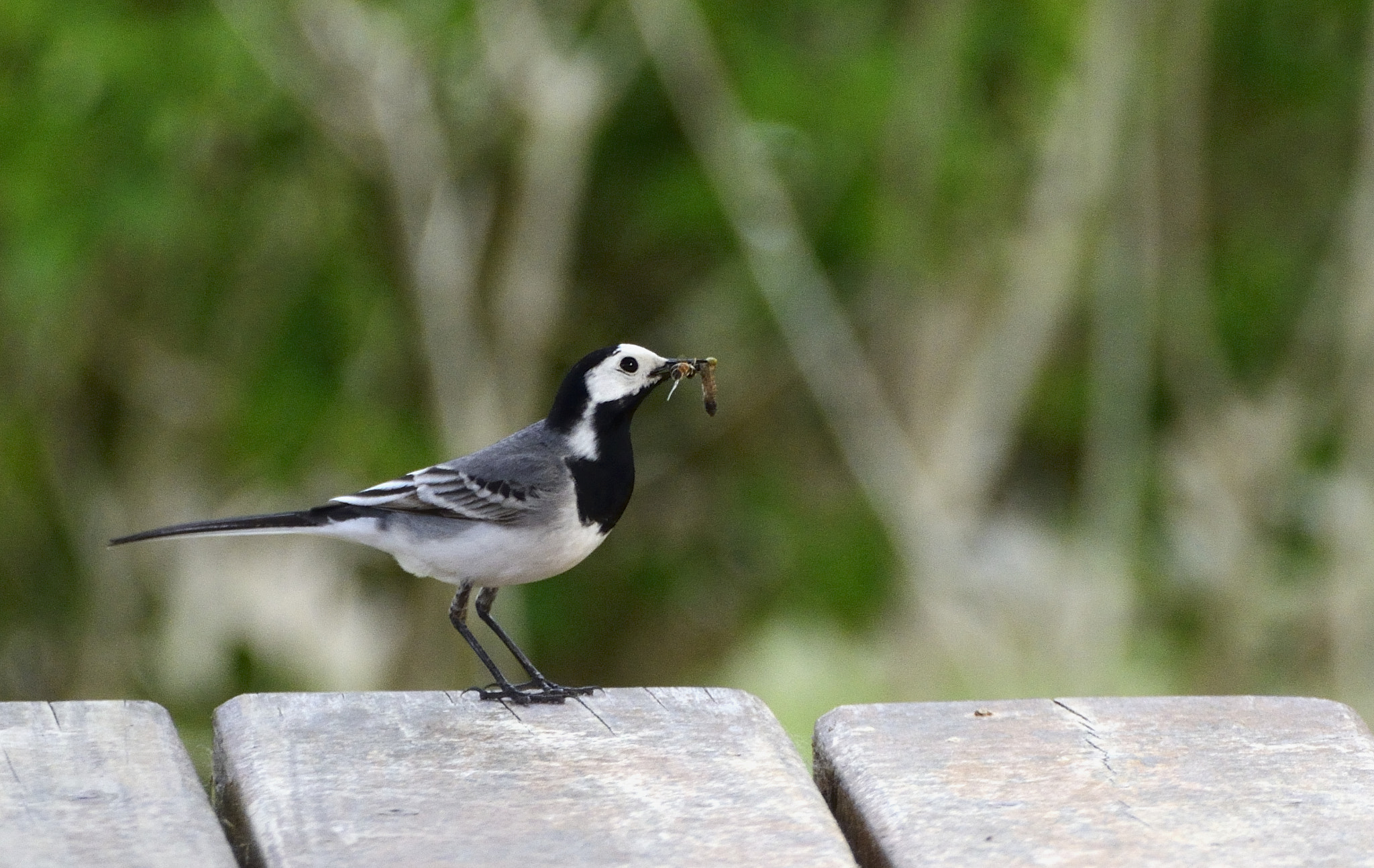 Nikon D7000 sample photo. Ya voy.... photography