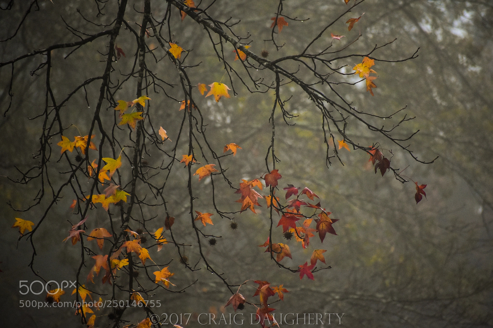 Nikon D7200 sample photo. Sweetgum in fog photography