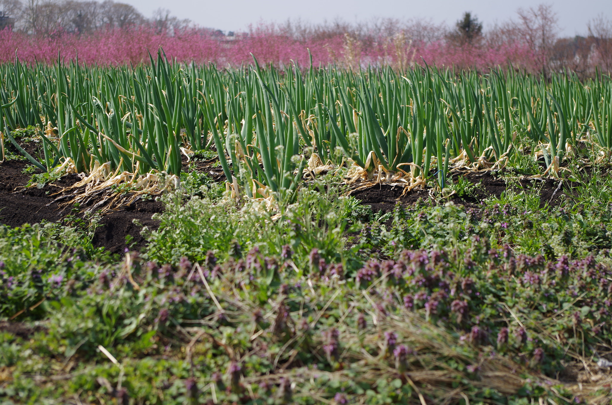 smc PENTAX-DA L 18-55mm F3.5-5.6 sample photo. Welsh onion field. photography