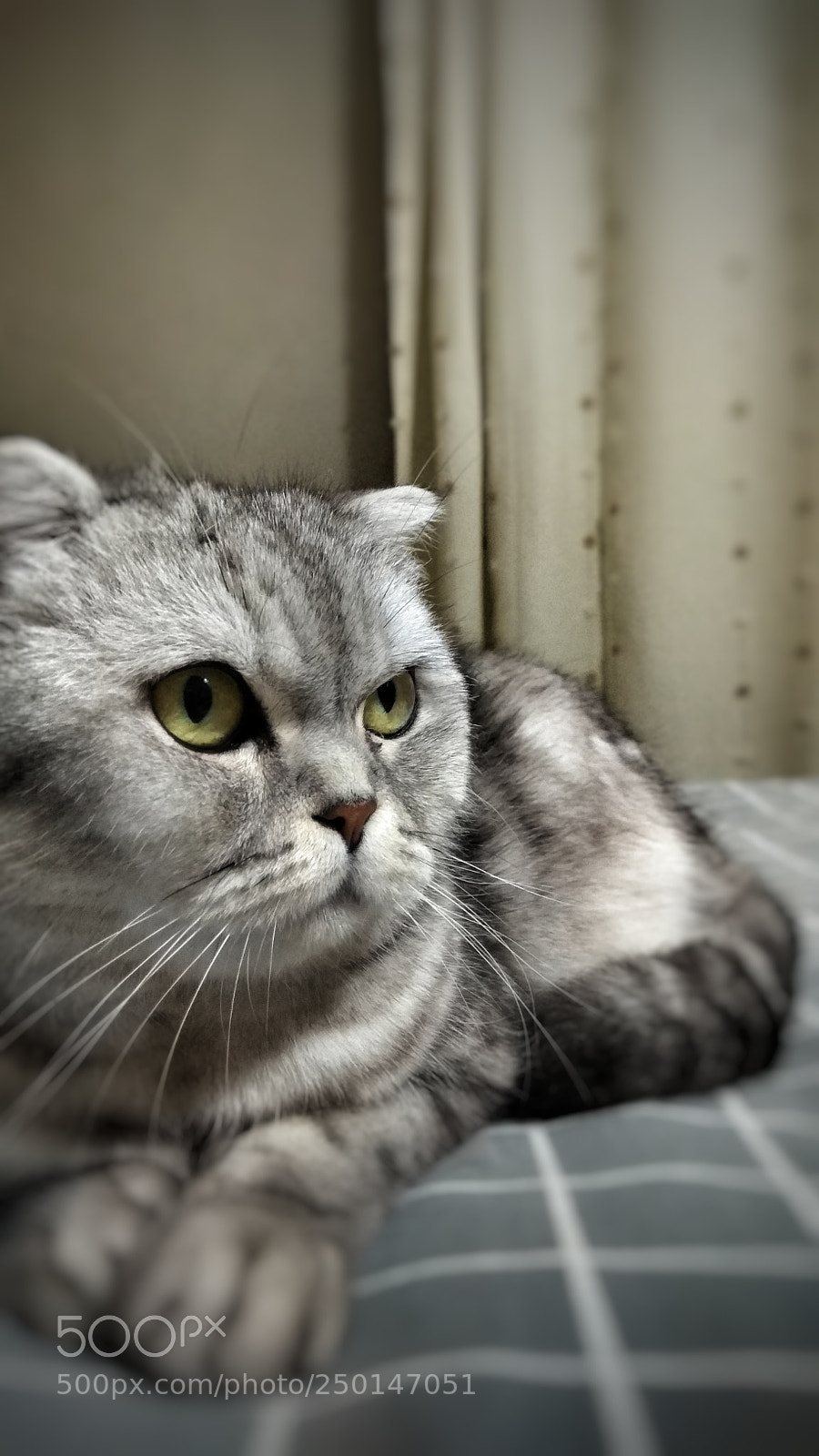 Xiaomi Redmi Note 4X sample photo. Cat photography