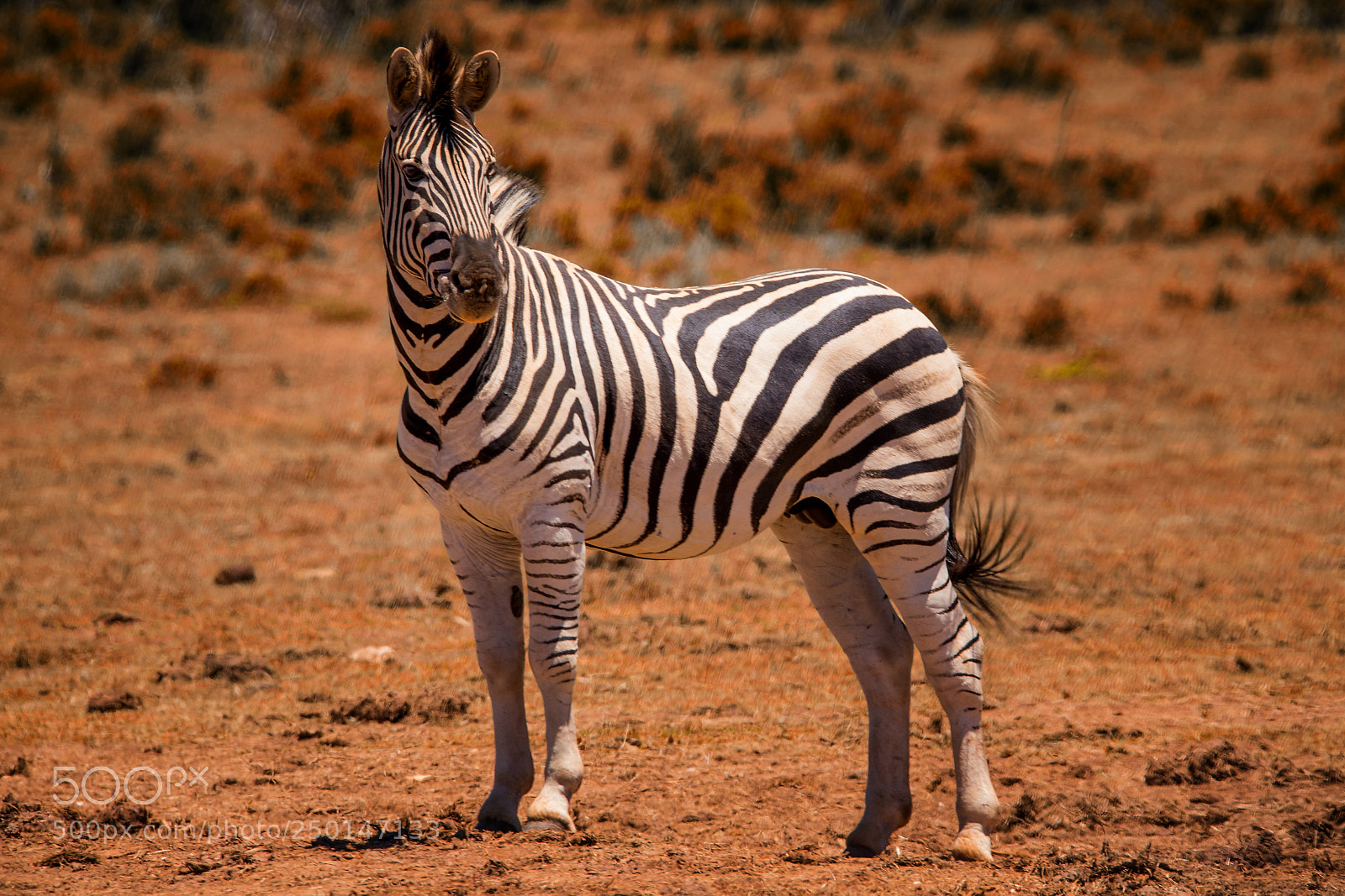 Canon EOS 5D Mark IV sample photo. Zebra photography