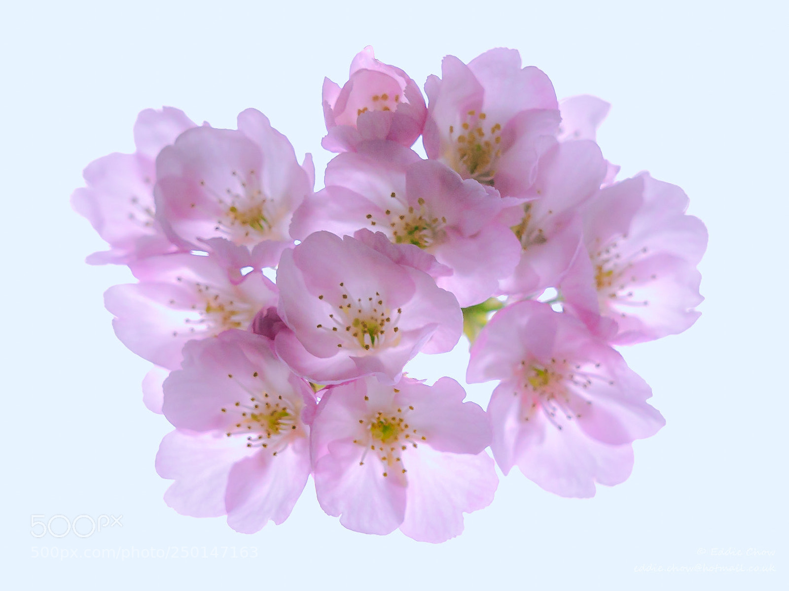Sony a7R II sample photo. Flower 18 - spring photography