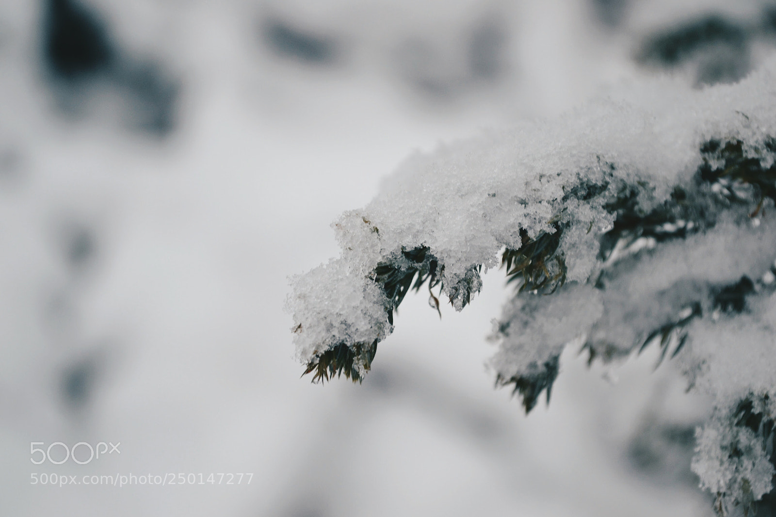 Nikon D3100 sample photo. Winter photography
