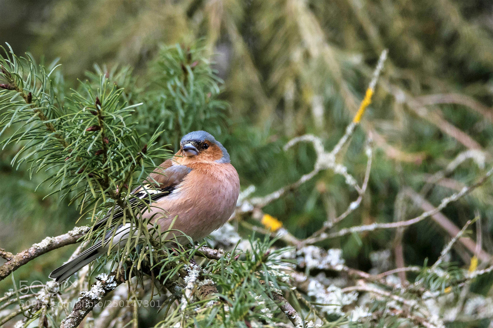 Nikon D7200 sample photo. Common chaffinch in normandy photography