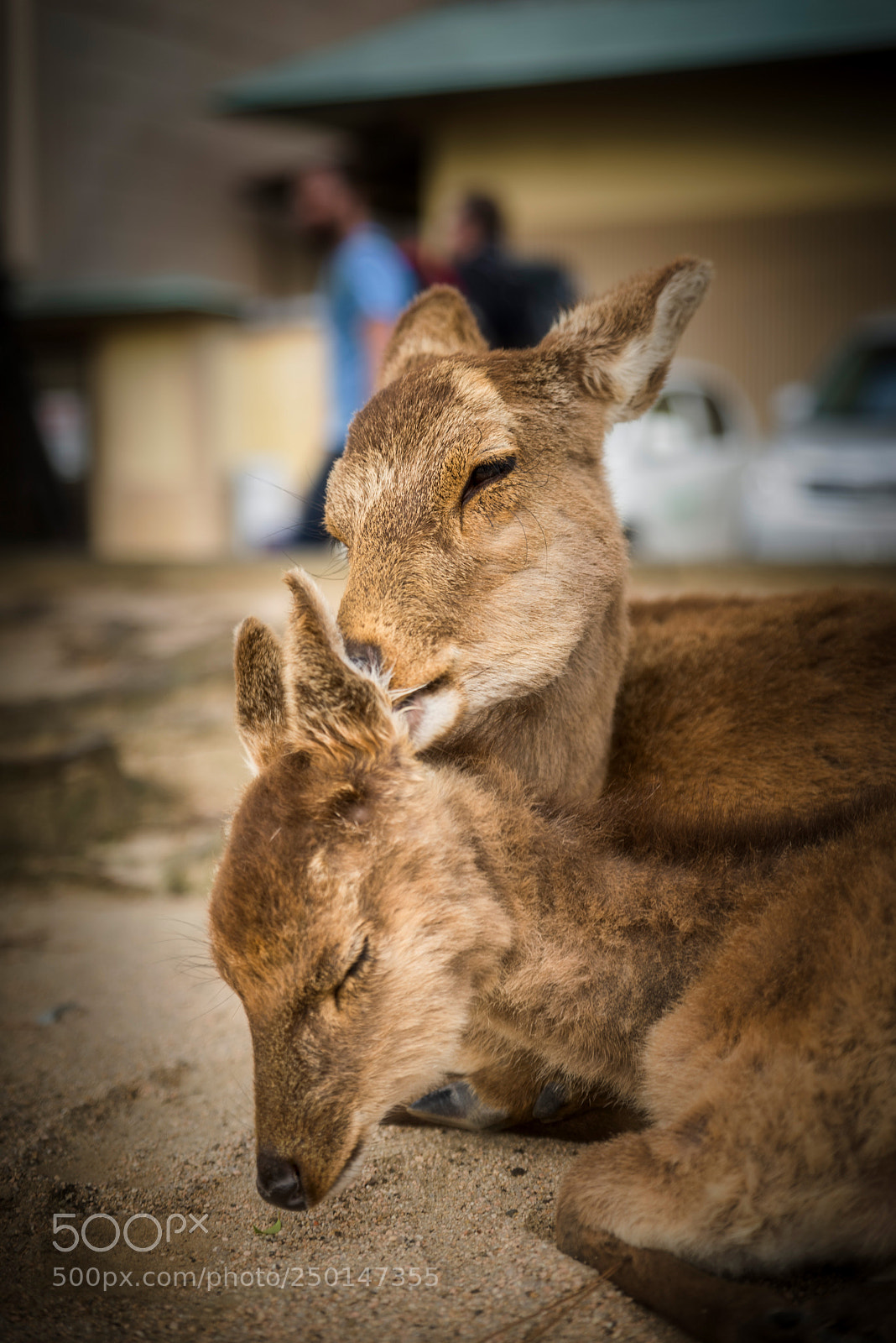 Nikon D610 sample photo. Mother's love photography