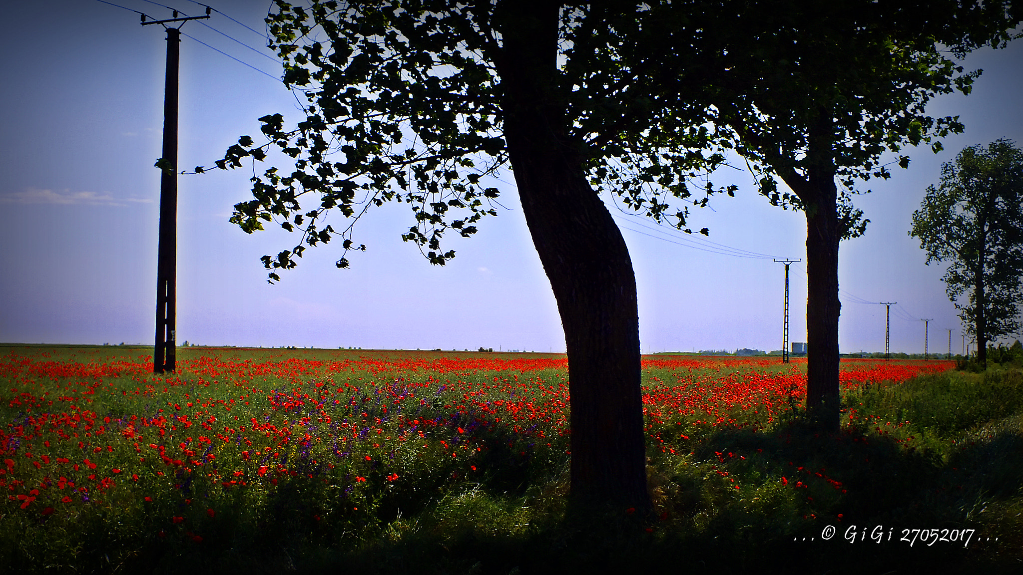 FujiFilm FinePix HS20 EXR (FinePix HS22 EXR) sample photo. Camp cu maci - field with poppies photography