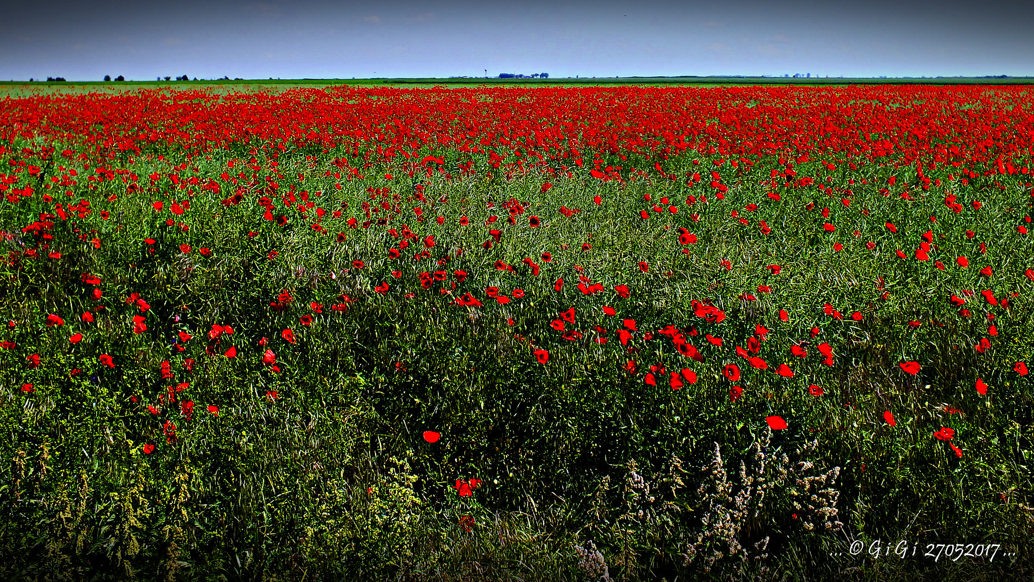 FujiFilm FinePix HS20 EXR (FinePix HS22 EXR) sample photo. Camp cu maci - field with poppies photography