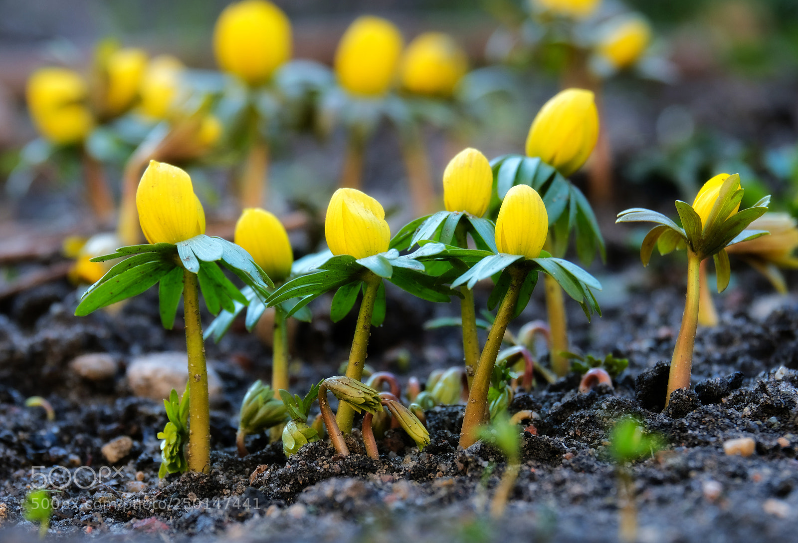 Fujifilm X-T20 sample photo. The first spring flowers photography