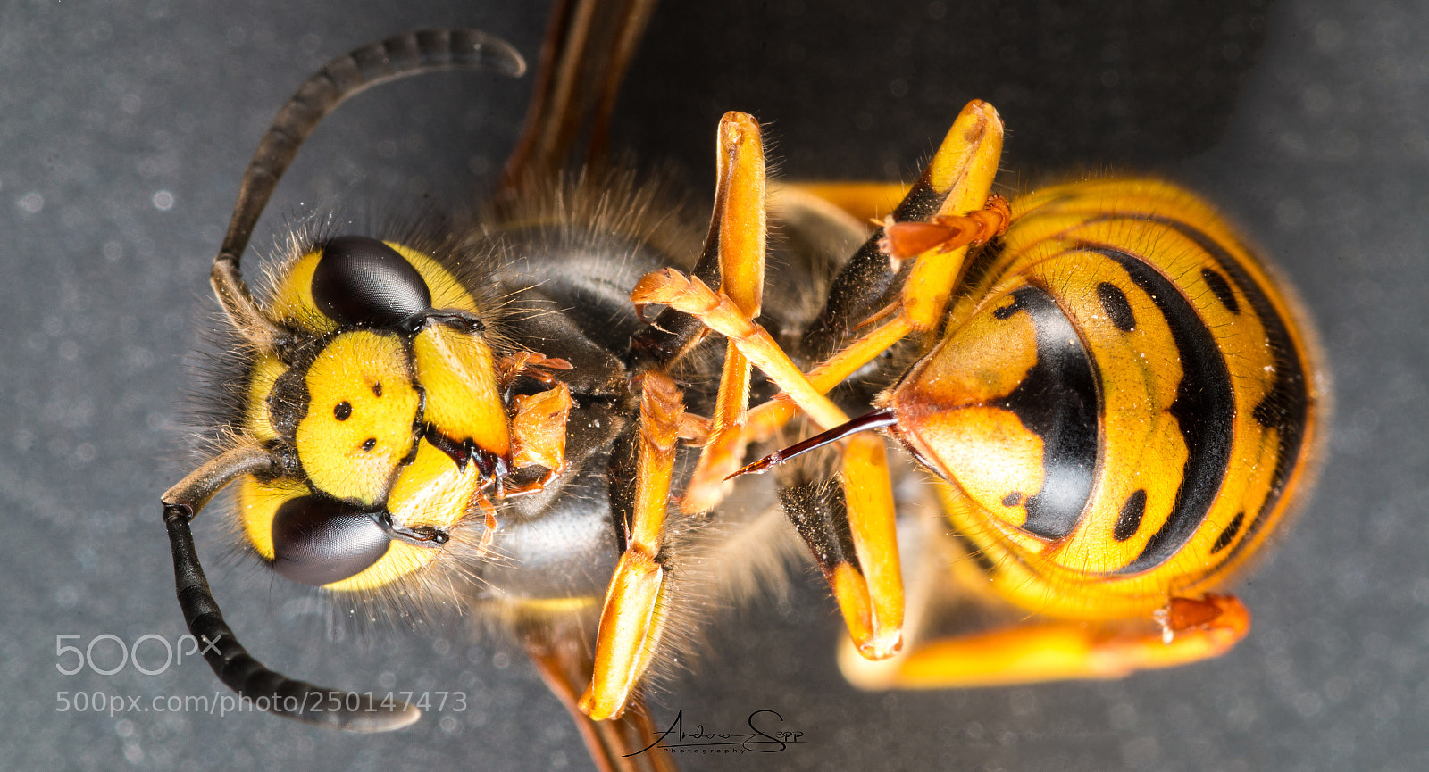 Canon EOS 70D sample photo. The business end of photography