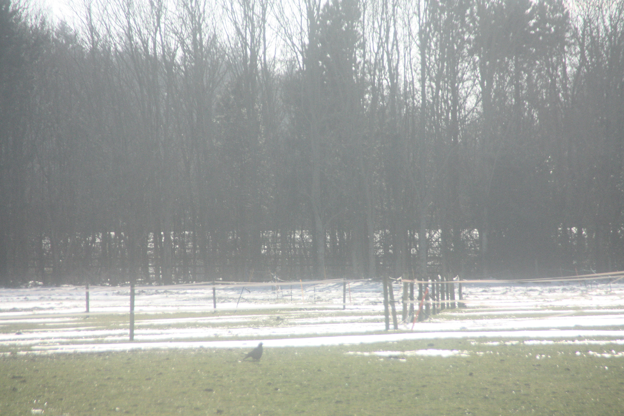 Canon EOS 450D (EOS Rebel XSi / EOS Kiss X2) sample photo. Field with snow 4 photography