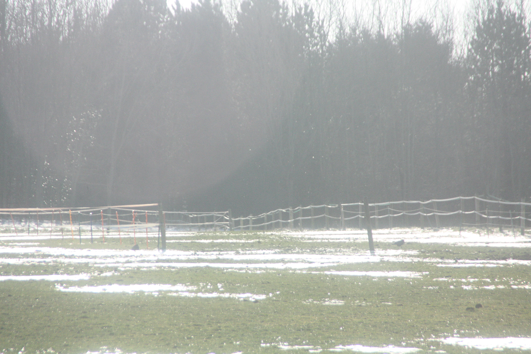 Canon EOS 450D (EOS Rebel XSi / EOS Kiss X2) sample photo. Field with snow 5 photography