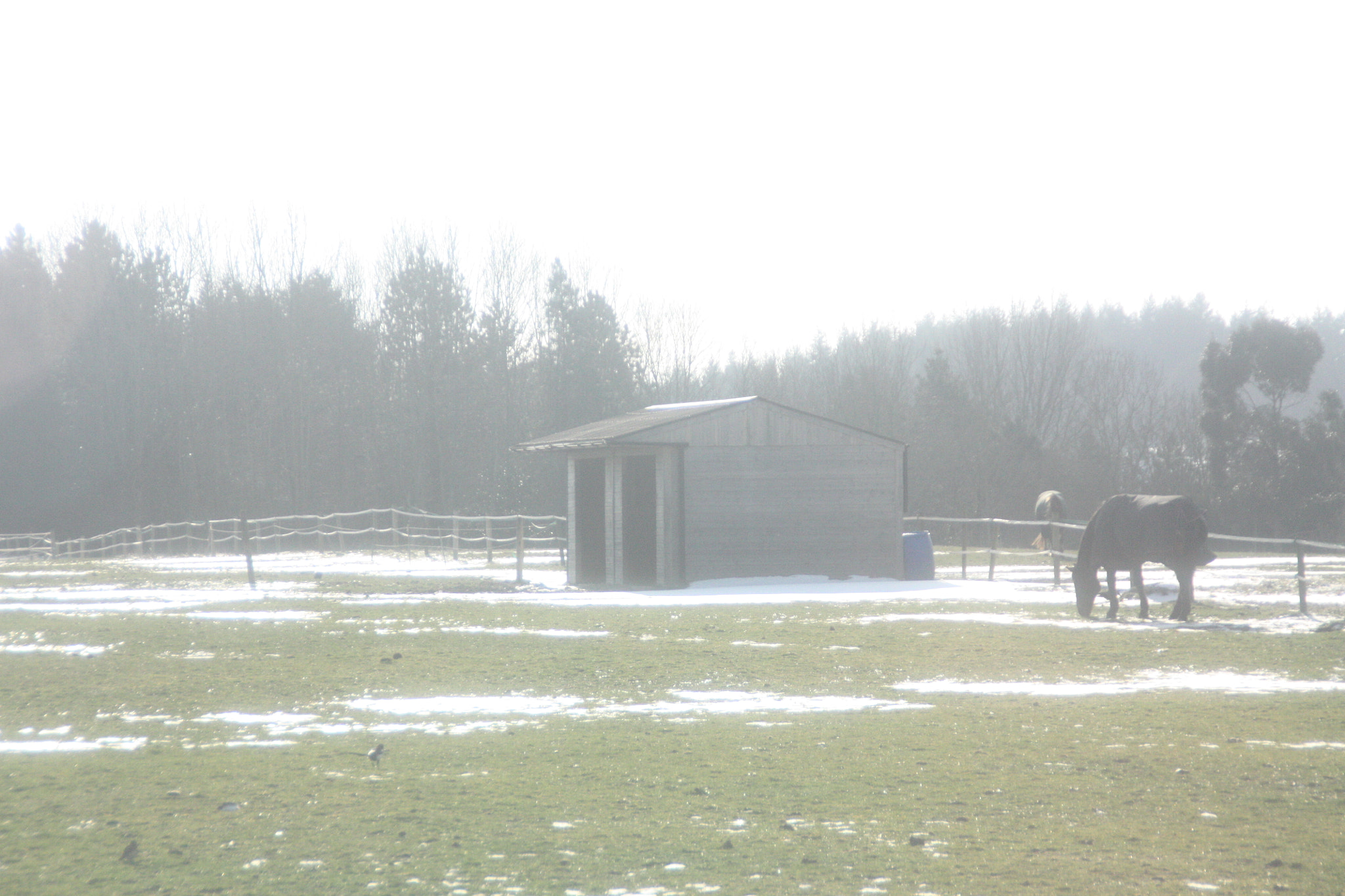 Canon EOS 450D (EOS Rebel XSi / EOS Kiss X2) sample photo. Field with snow 6 photography