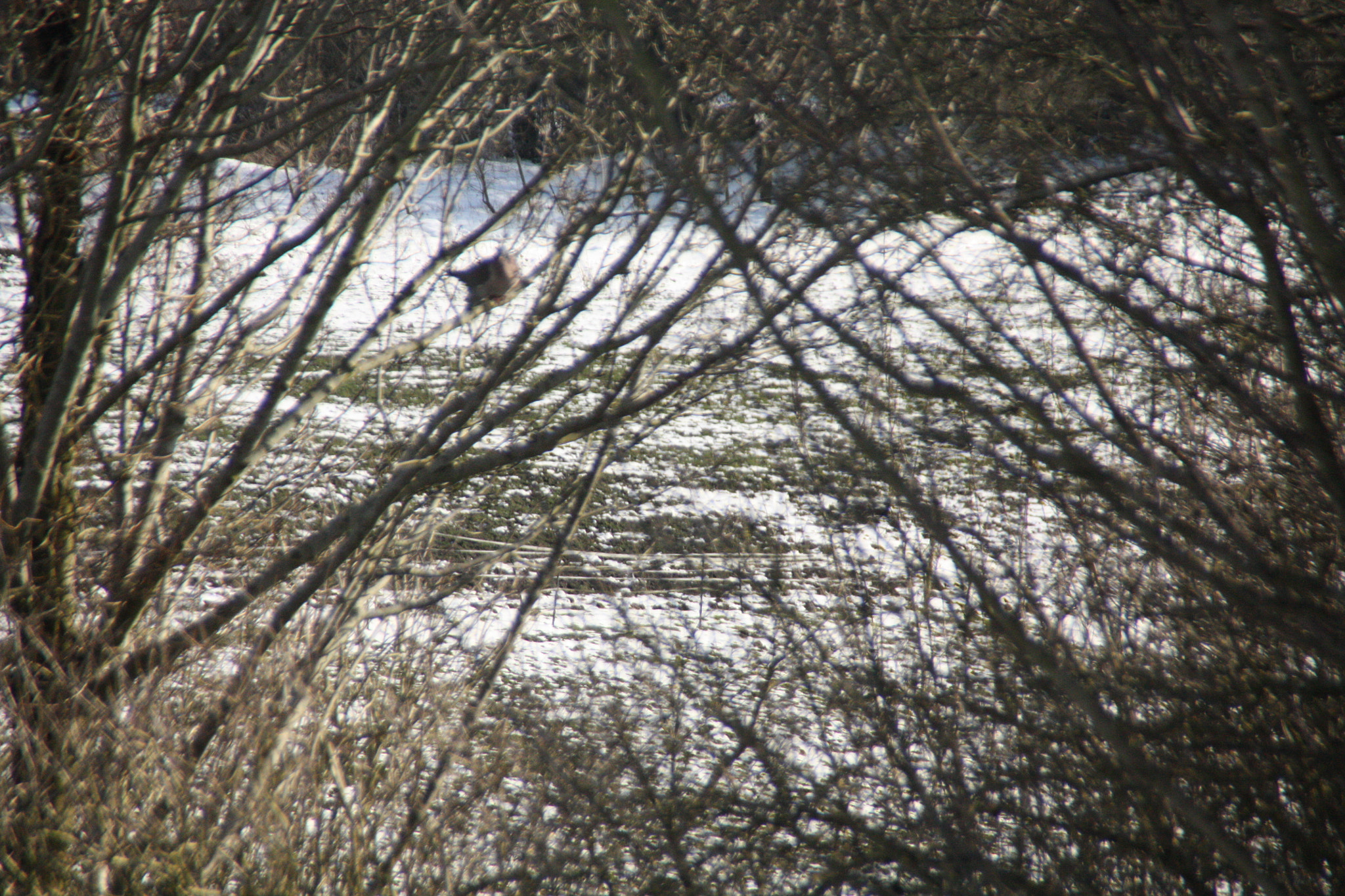 Canon EOS 450D (EOS Rebel XSi / EOS Kiss X2) sample photo. Through the branches photography