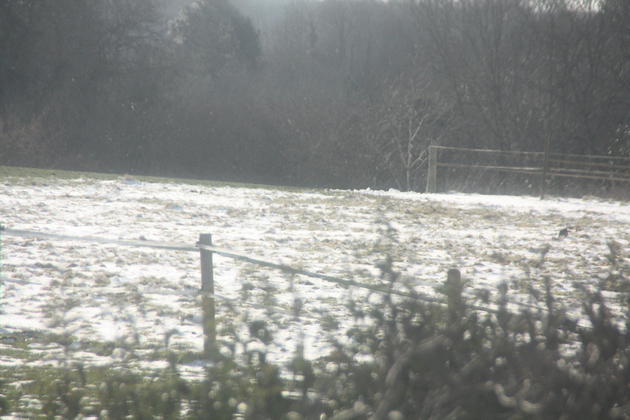 Canon EOS 450D (EOS Rebel XSi / EOS Kiss X2) sample photo. Field with snow 9 photography