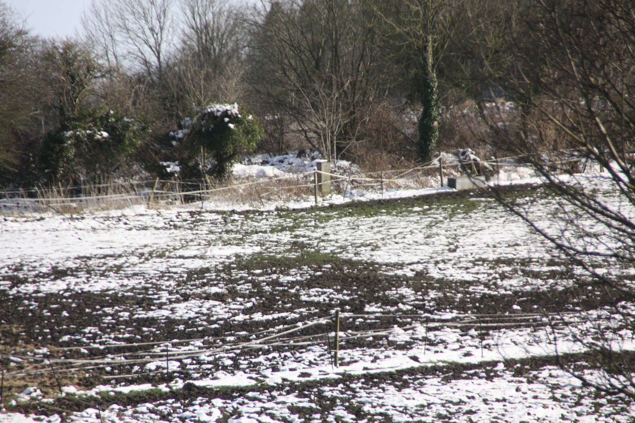 Canon EOS 450D (EOS Rebel XSi / EOS Kiss X2) sample photo. Field with snow 7 photography