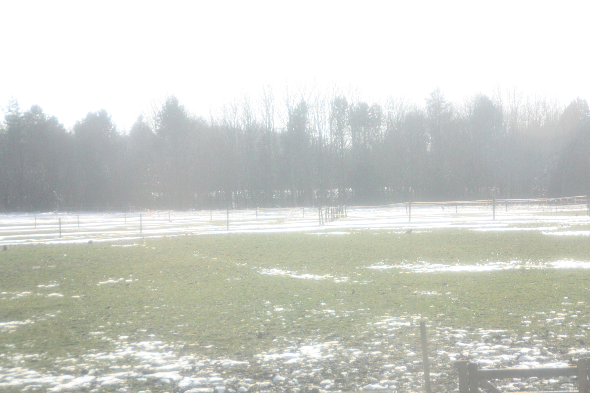 Canon EOS 450D (EOS Rebel XSi / EOS Kiss X2) sample photo. Field with snow 11 photography