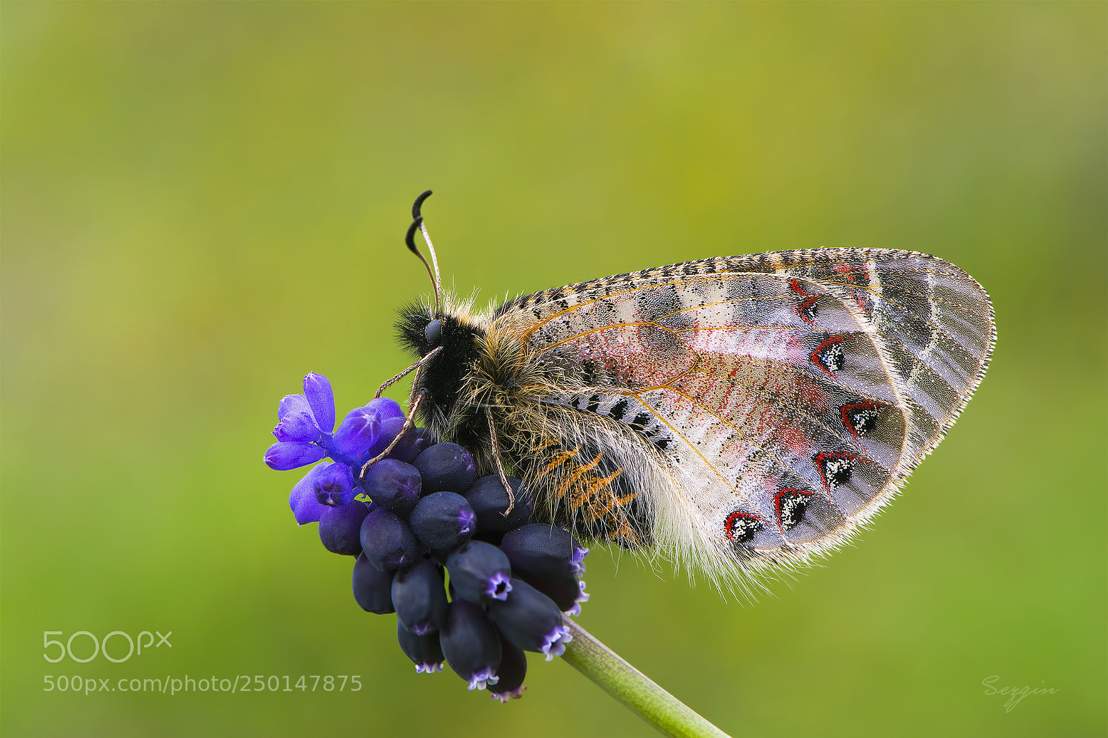 Nikon D7100 sample photo. *** photography
