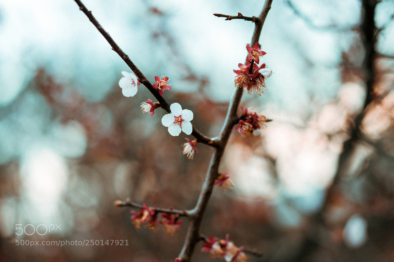Sony a7 sample photo. Next season photography