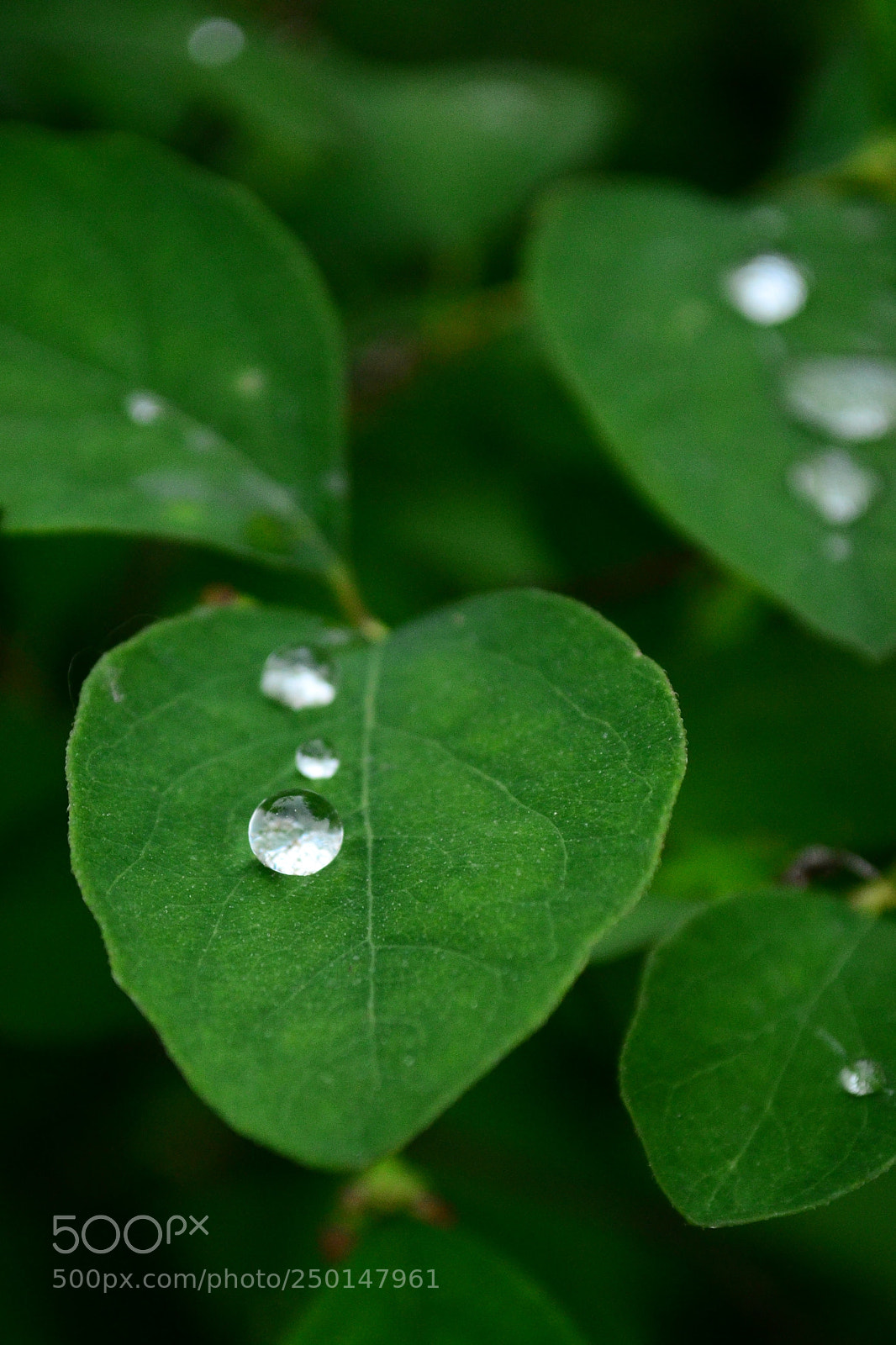 Nikon D3100 sample photo. Spring photography