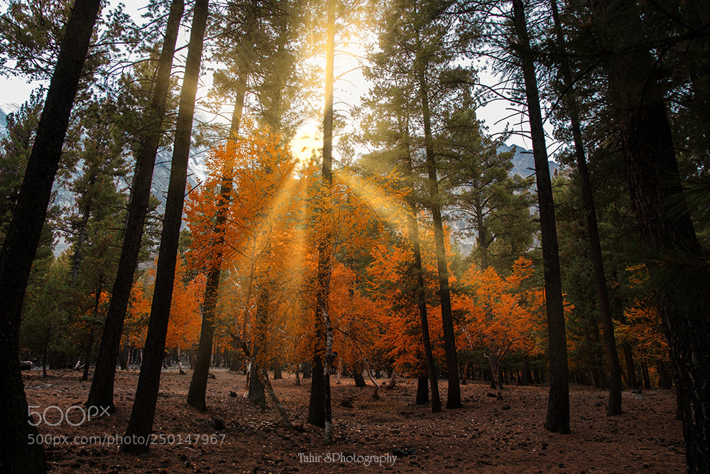 Nikon D500 sample photo. Autumn in the forest photography