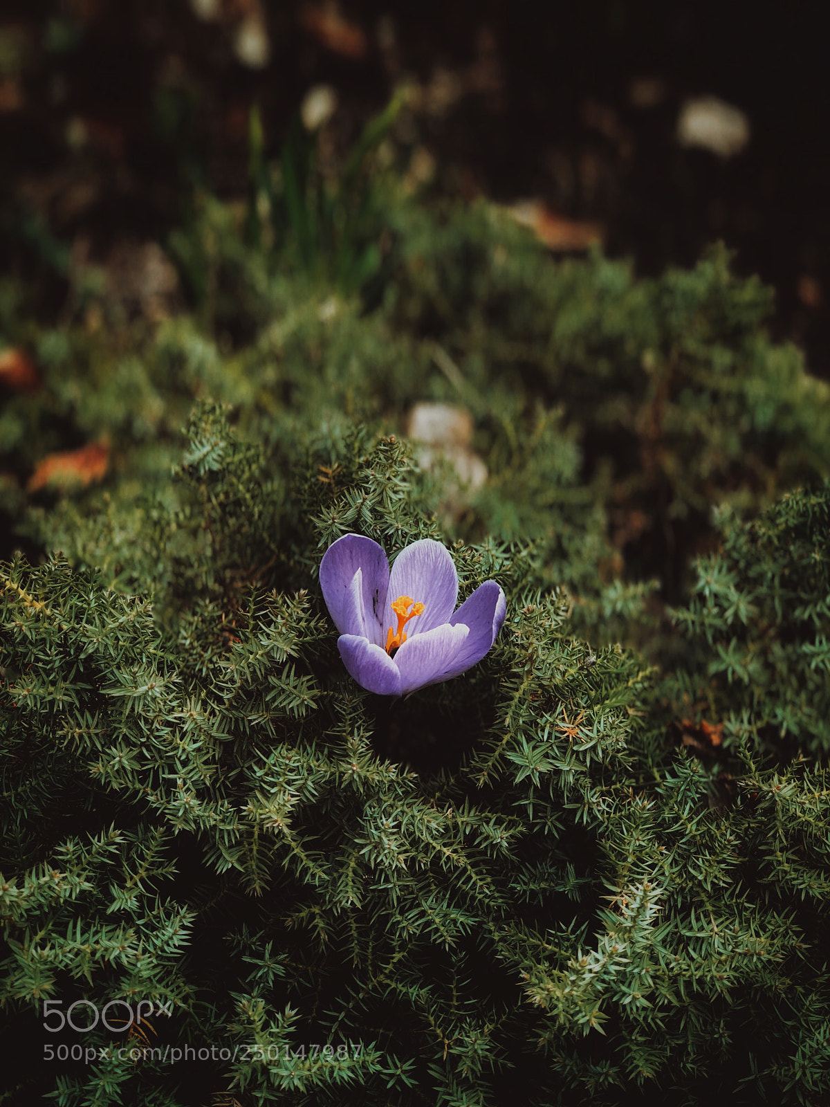 Apple iPhone 8 Plus sample photo. Spring | 2 photography