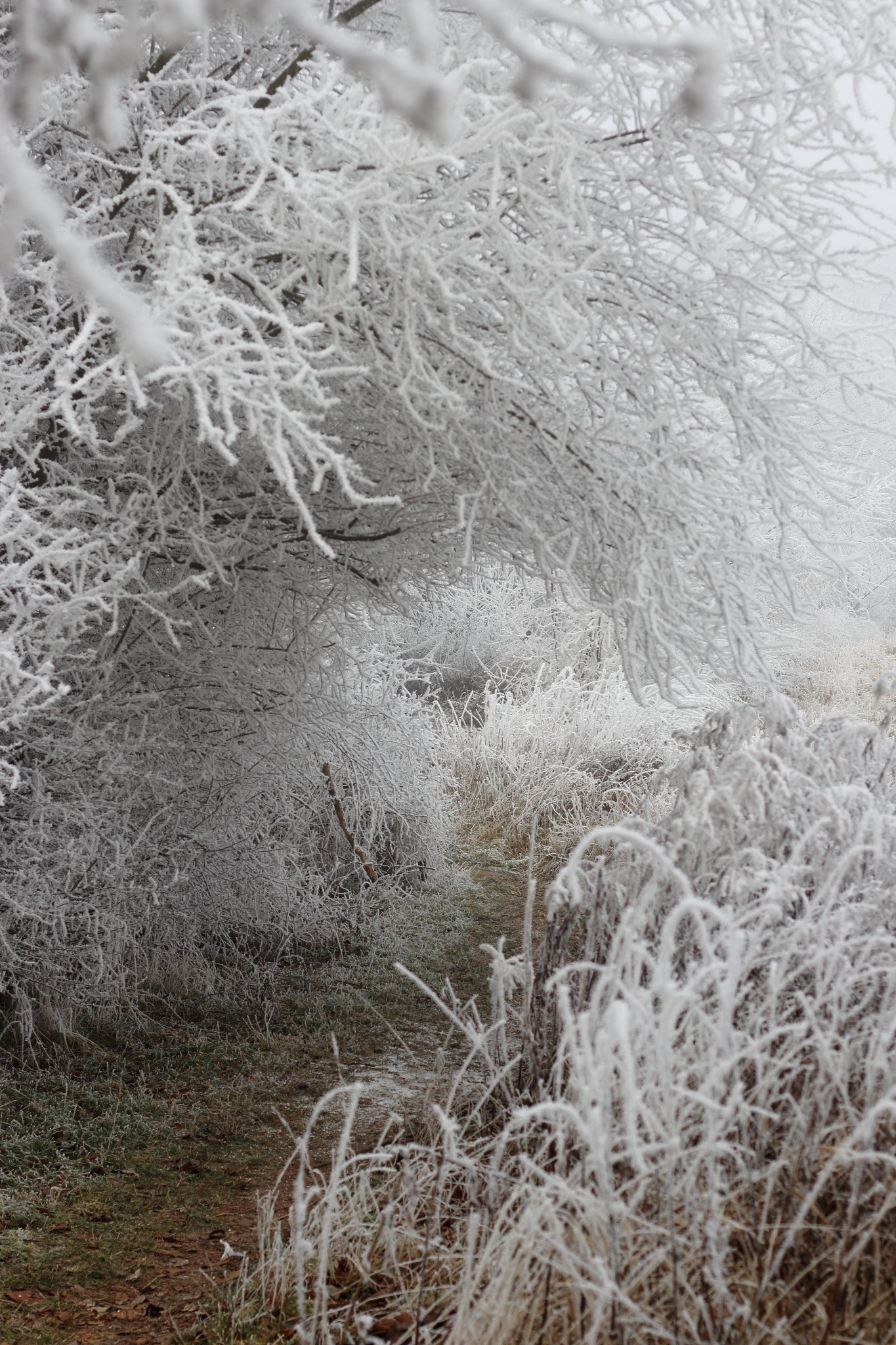 Canon EOS 700D (EOS Rebel T5i / EOS Kiss X7i) + Canon EF 50mm F1.8 II sample photo. Hoarfrost photography