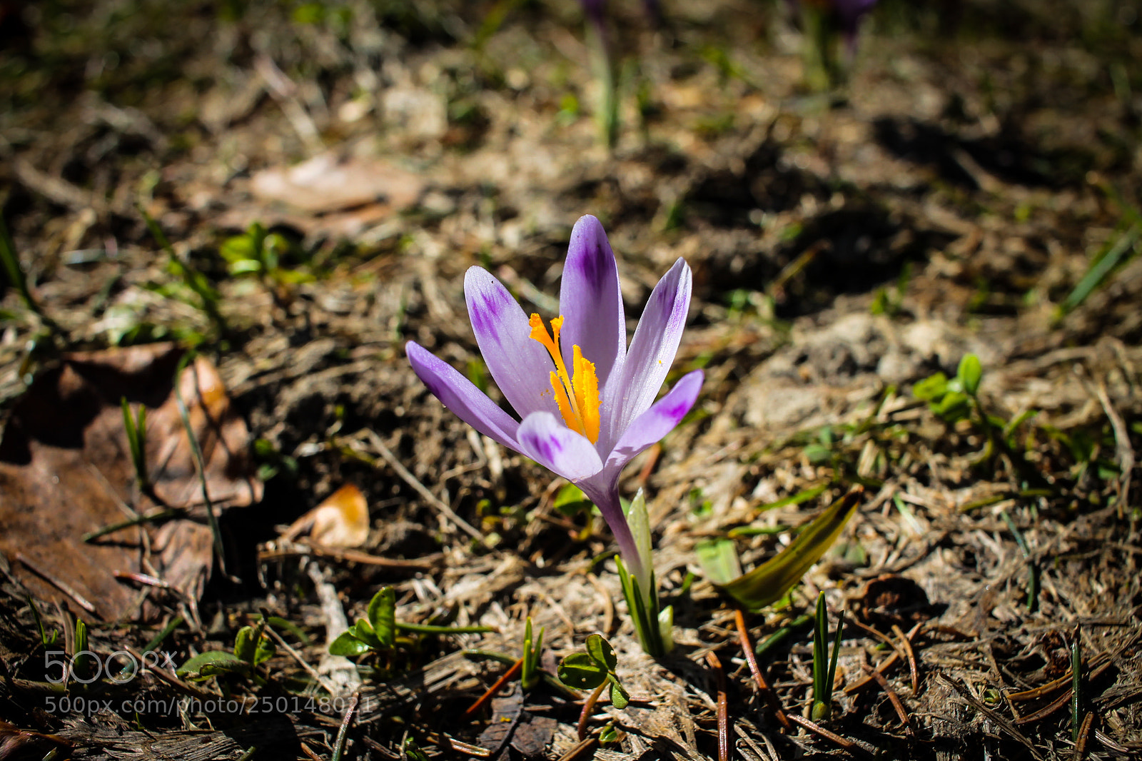 Canon EOS 1100D (EOS Rebel T3 / EOS Kiss X50) sample photo. Saffron (crocus l.). photography