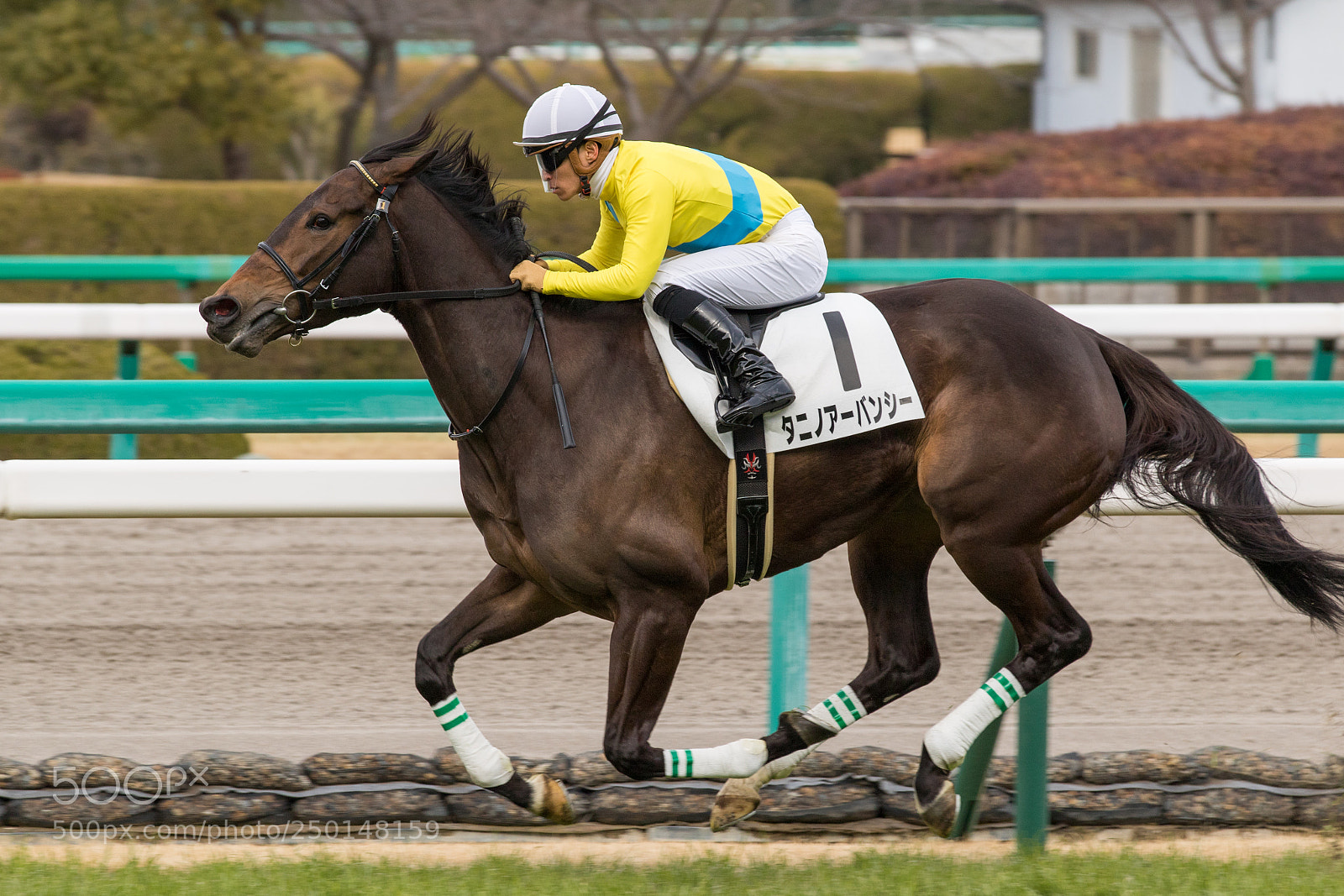 Canon EOS 7D Mark II sample photo. Ya photography