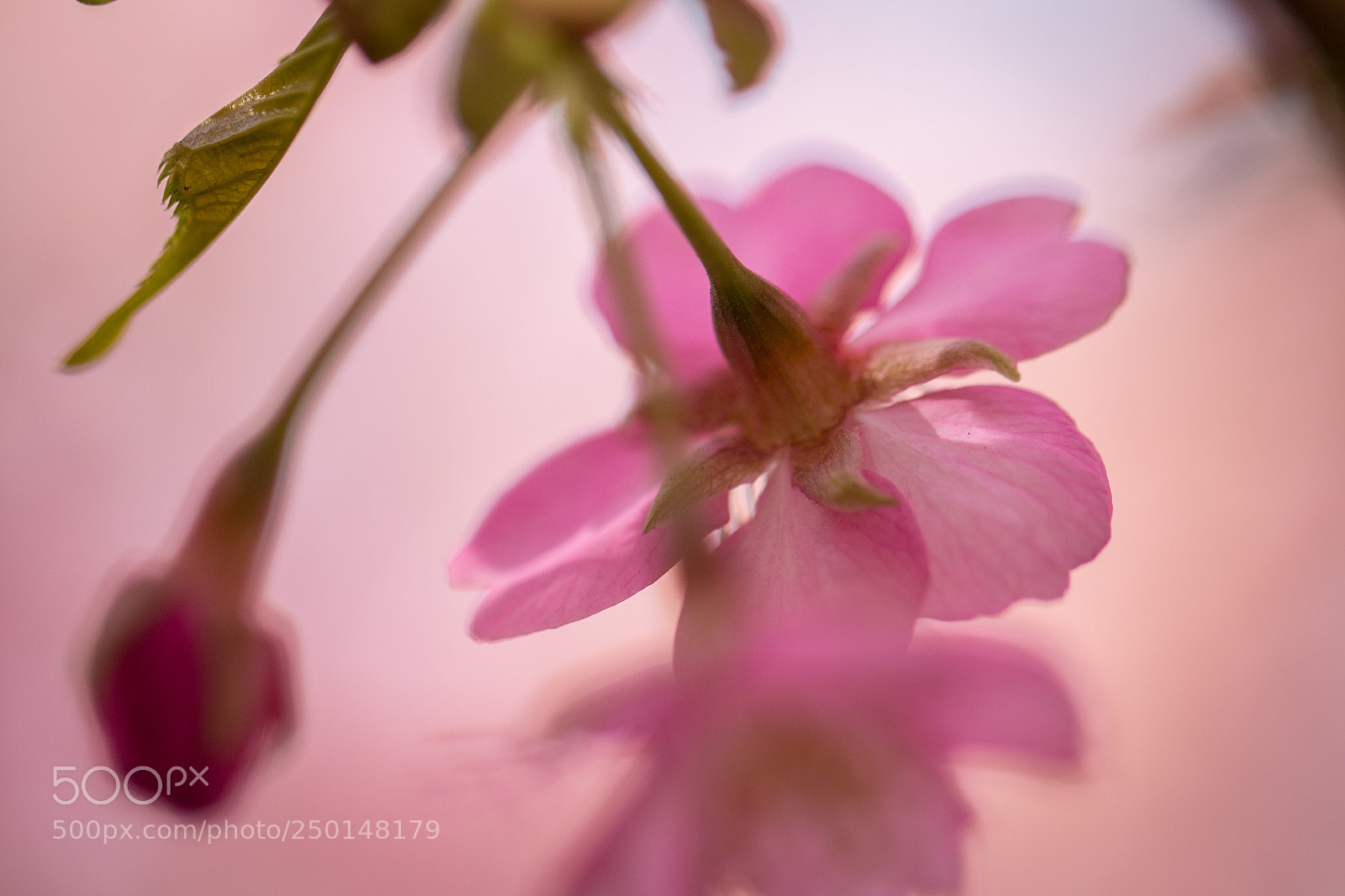 Canon EOS 70D sample photo. Sakura photography