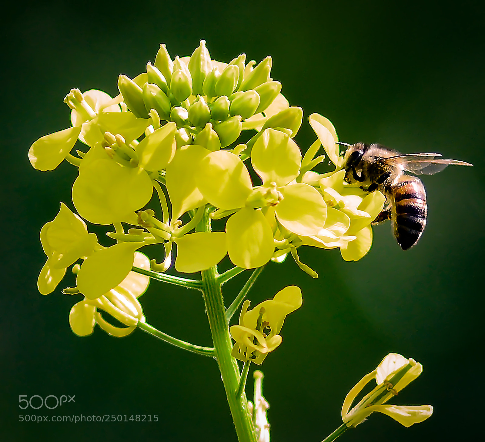 Nikon D7100 sample photo. Busy as a bee photography