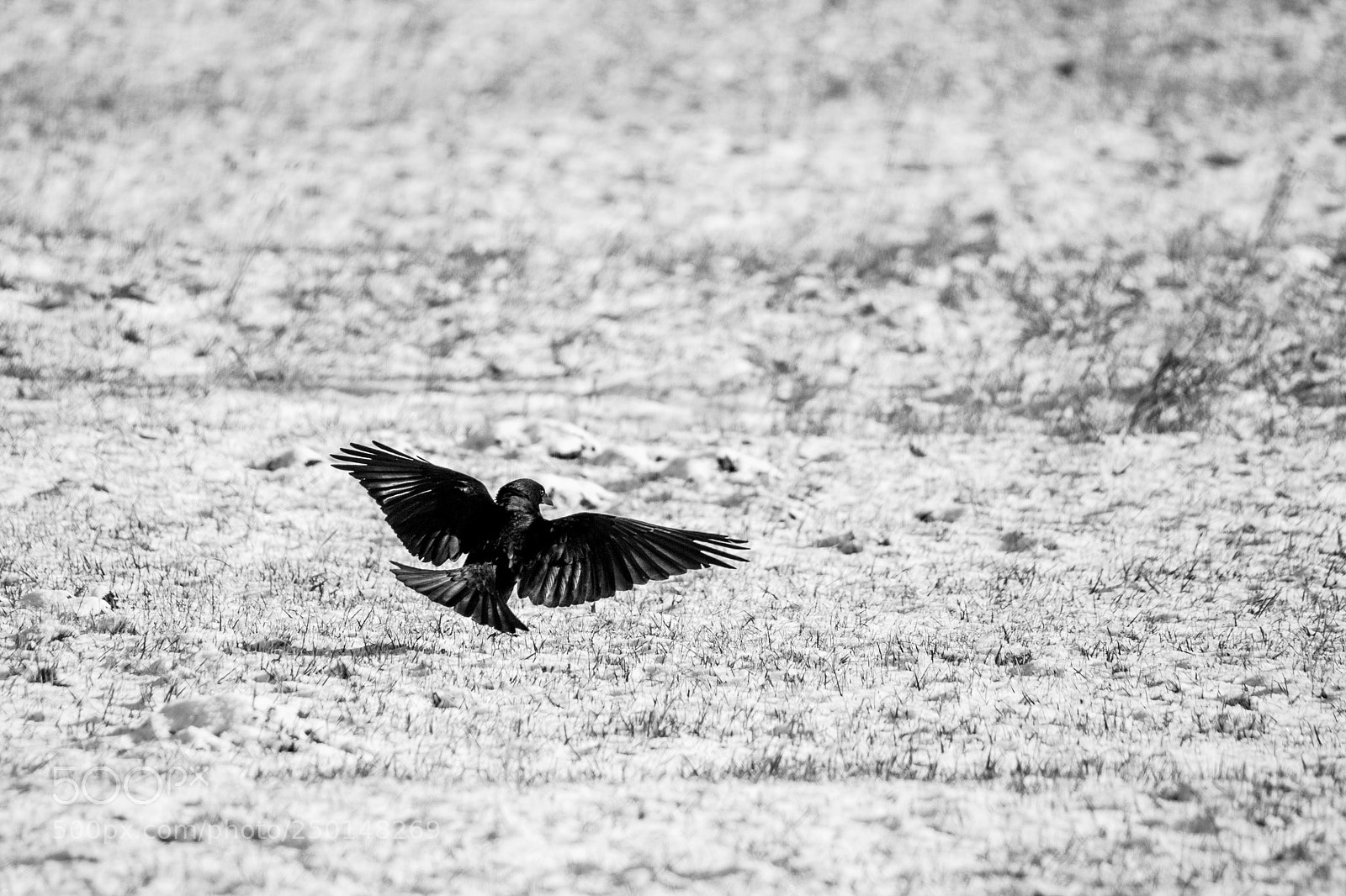 Canon EOS-1D Mark IV sample photo. A carrion crow lands photography