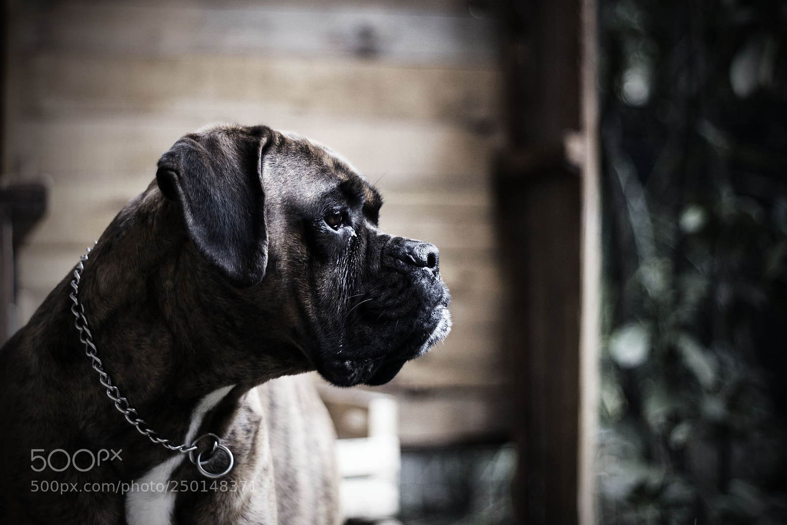 Canon EOS 100D (EOS Rebel SL1 / EOS Kiss X7) sample photo. Porthos photography