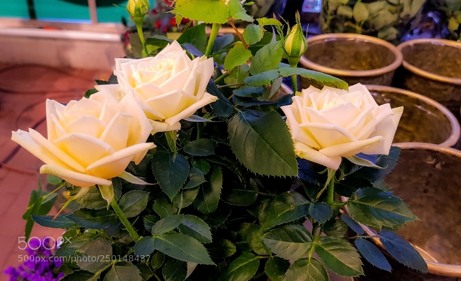 Samsung Galaxy S8 sample photo. Beautiful white roses nursed photography