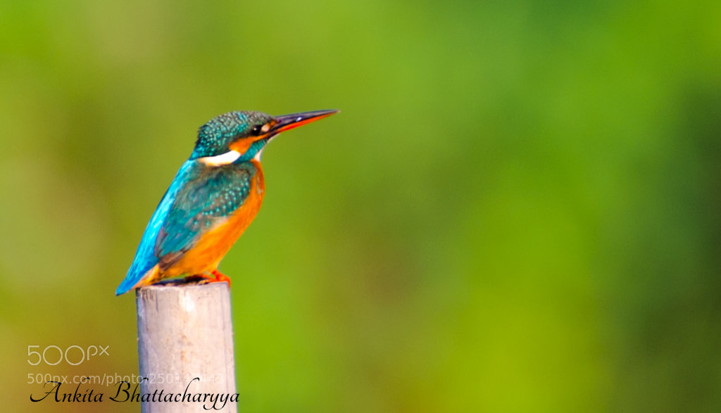 Nikon D5100 sample photo. Common kingfisher photography
