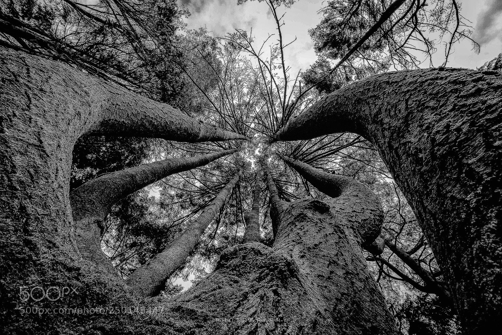 Canon EOS 60D sample photo. Tree world day photography