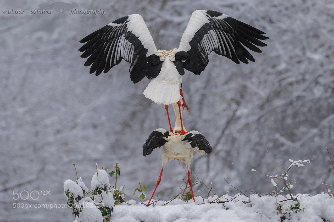 Canon EOS 70D sample photo. Stork photography
