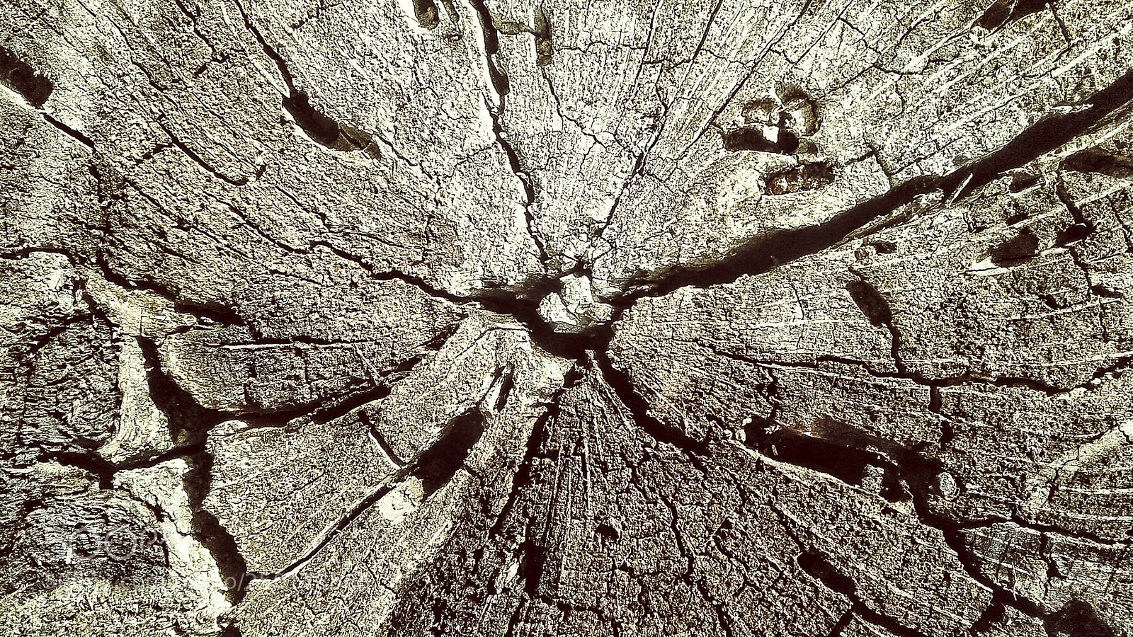 Samsung Galaxy J2 sample photo. Tree cracks photography