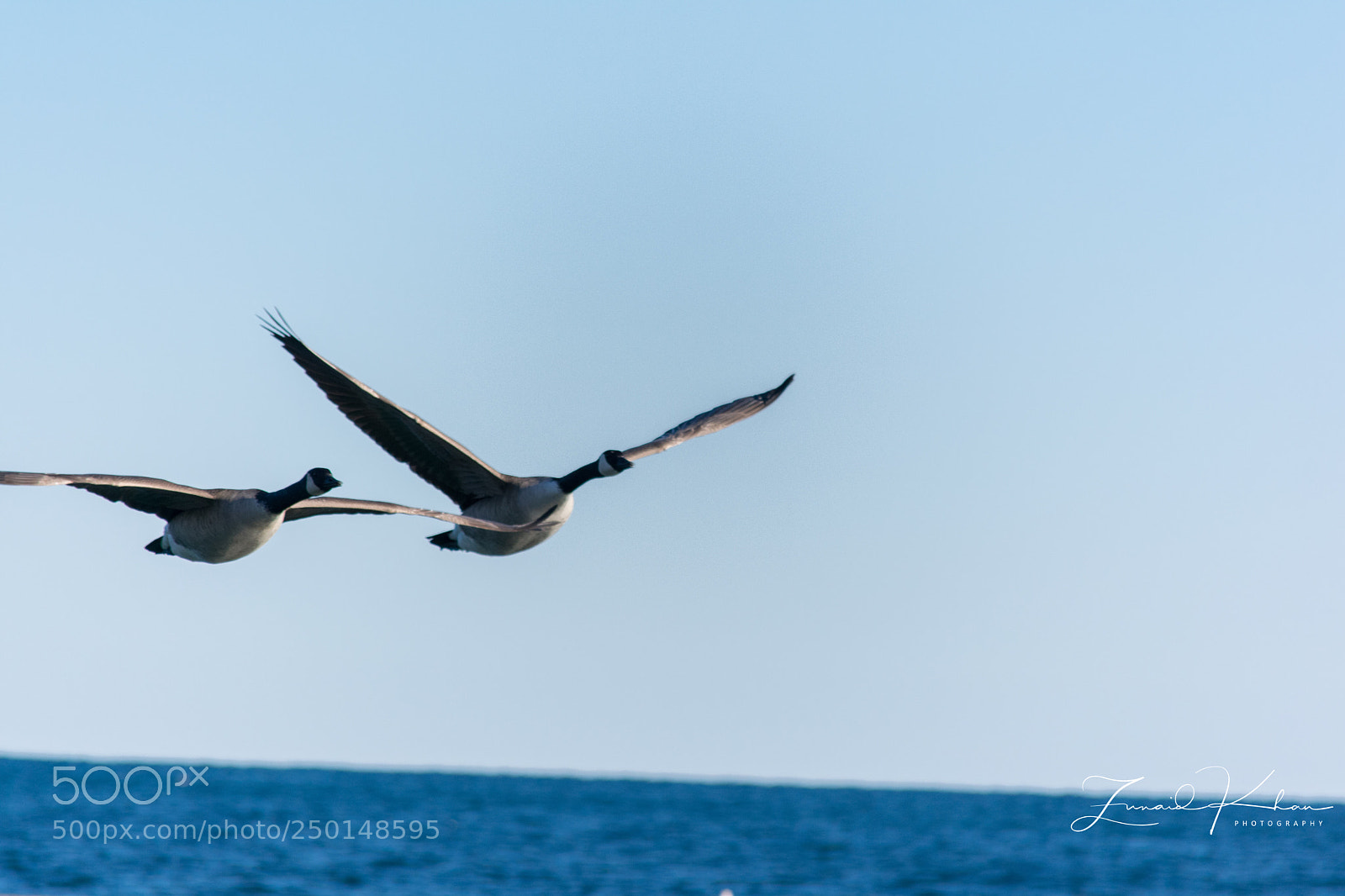 Nikon D3400 sample photo. Geese photography