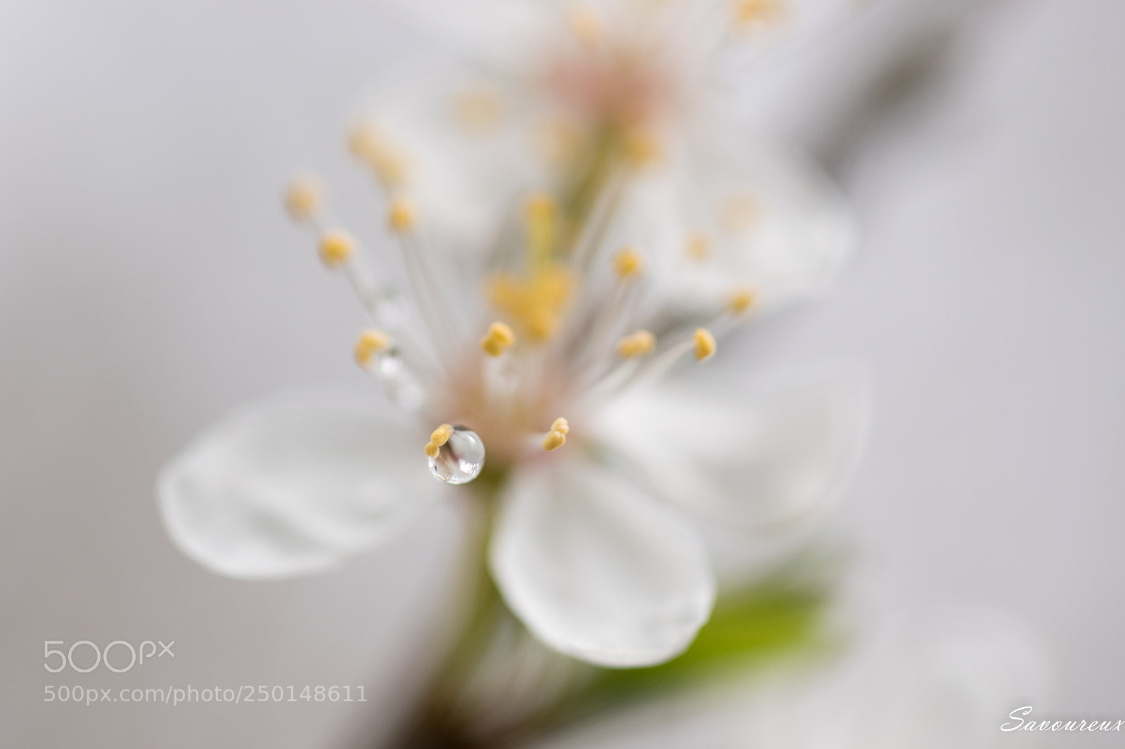 Nikon D5500 sample photo. *** photography