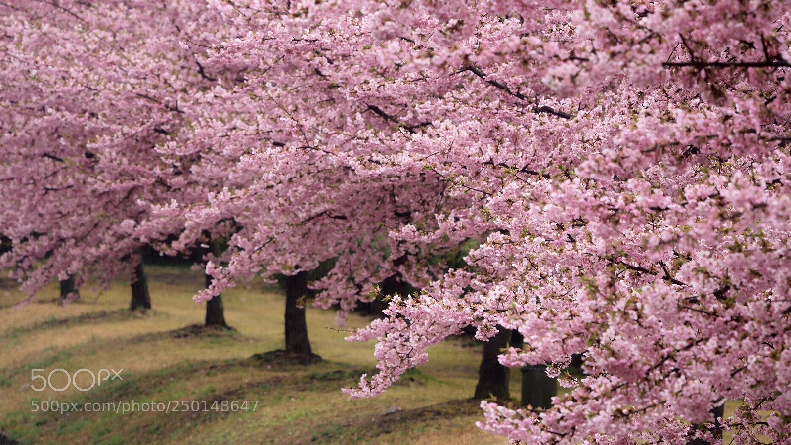 Olympus OM-D E-M5 II sample photo. Sakura in full bloom photography