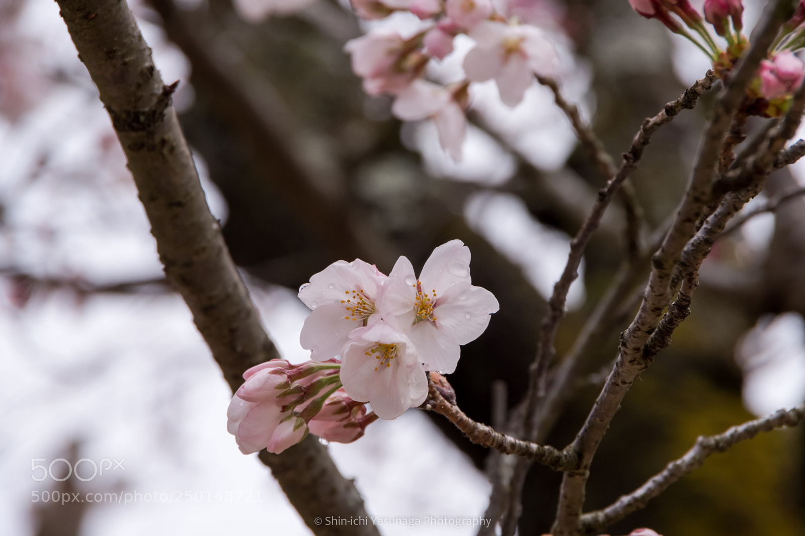 Pentax K-70 sample photo. Cherry blossoms with raindrop photography