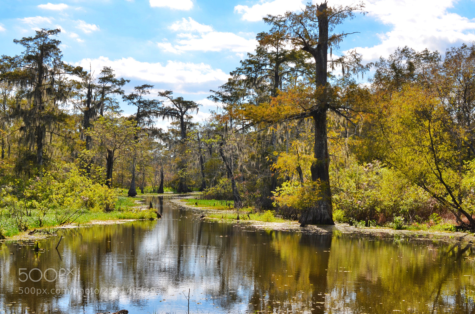 Nikon D7000 sample photo. Swamplife photography