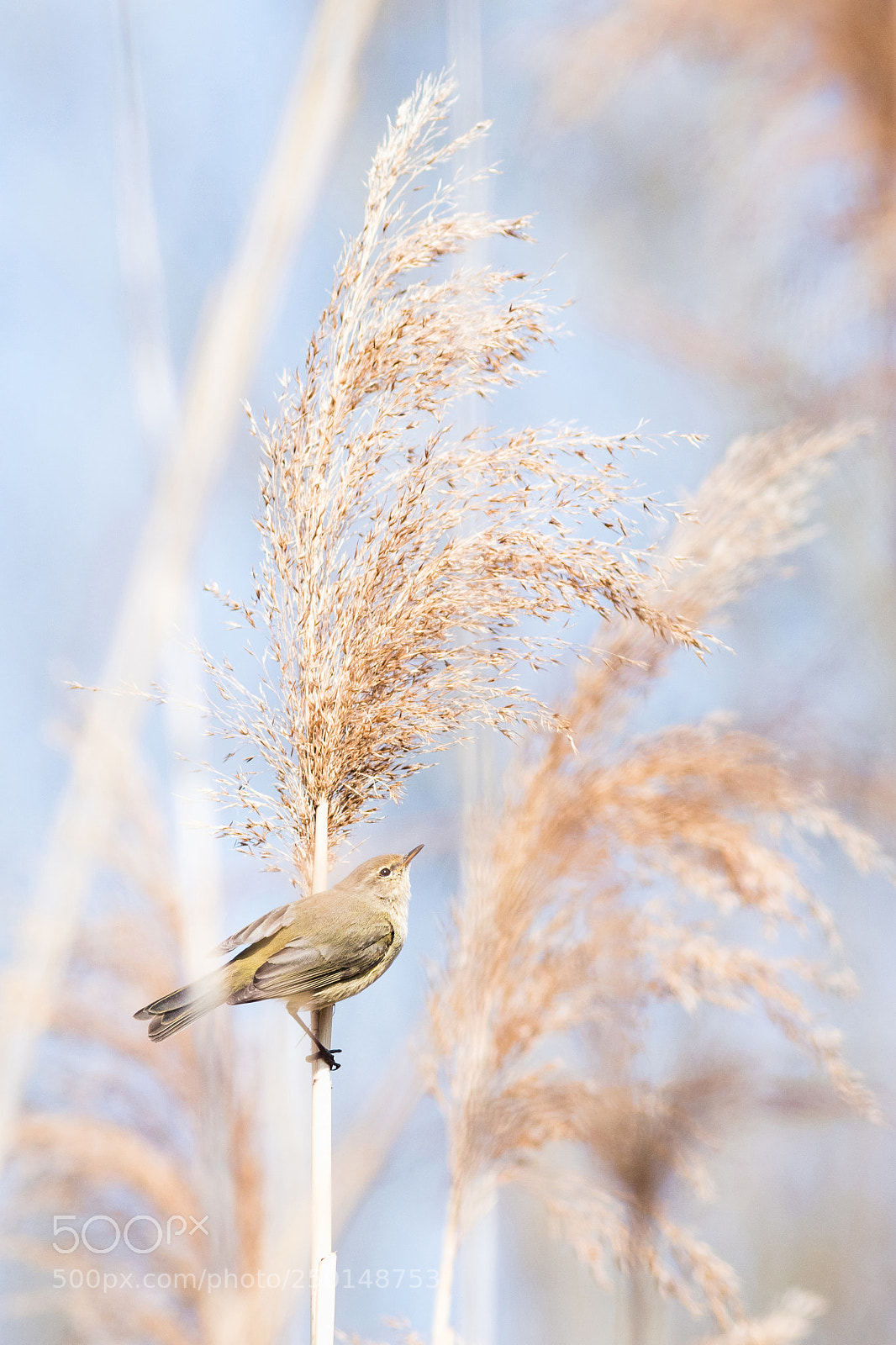 Canon EOS 80D sample photo. Là-haut photography