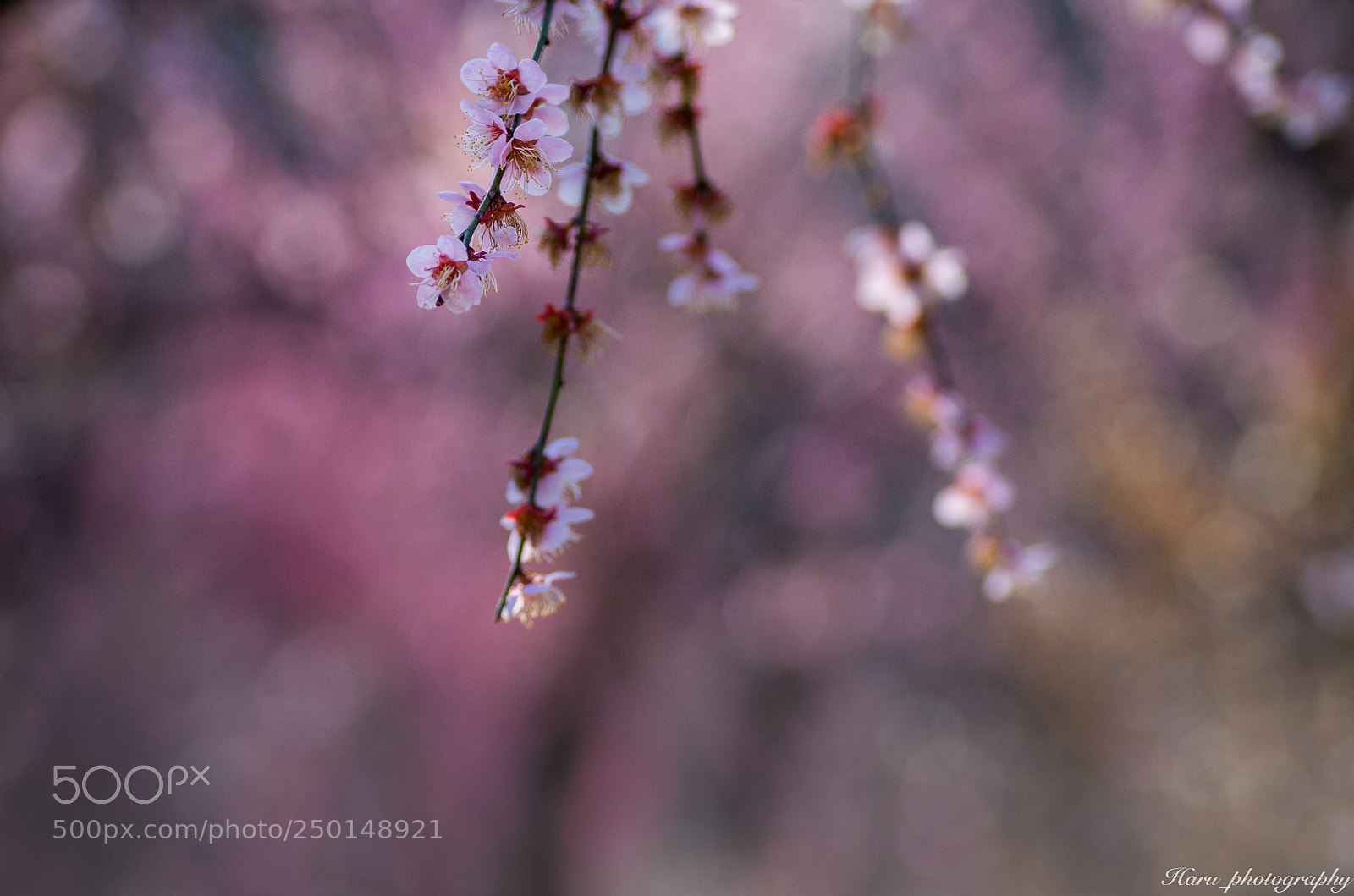 Pentax K-50 sample photo. Untitled photography