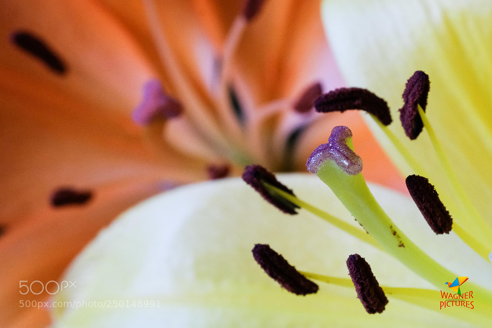 Fujifilm X-T2 sample photo. Stamen photography