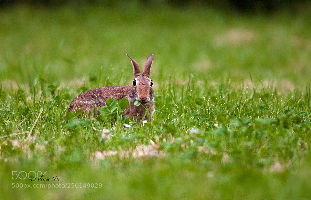 Nikon D300 sample photo. Bunny photography