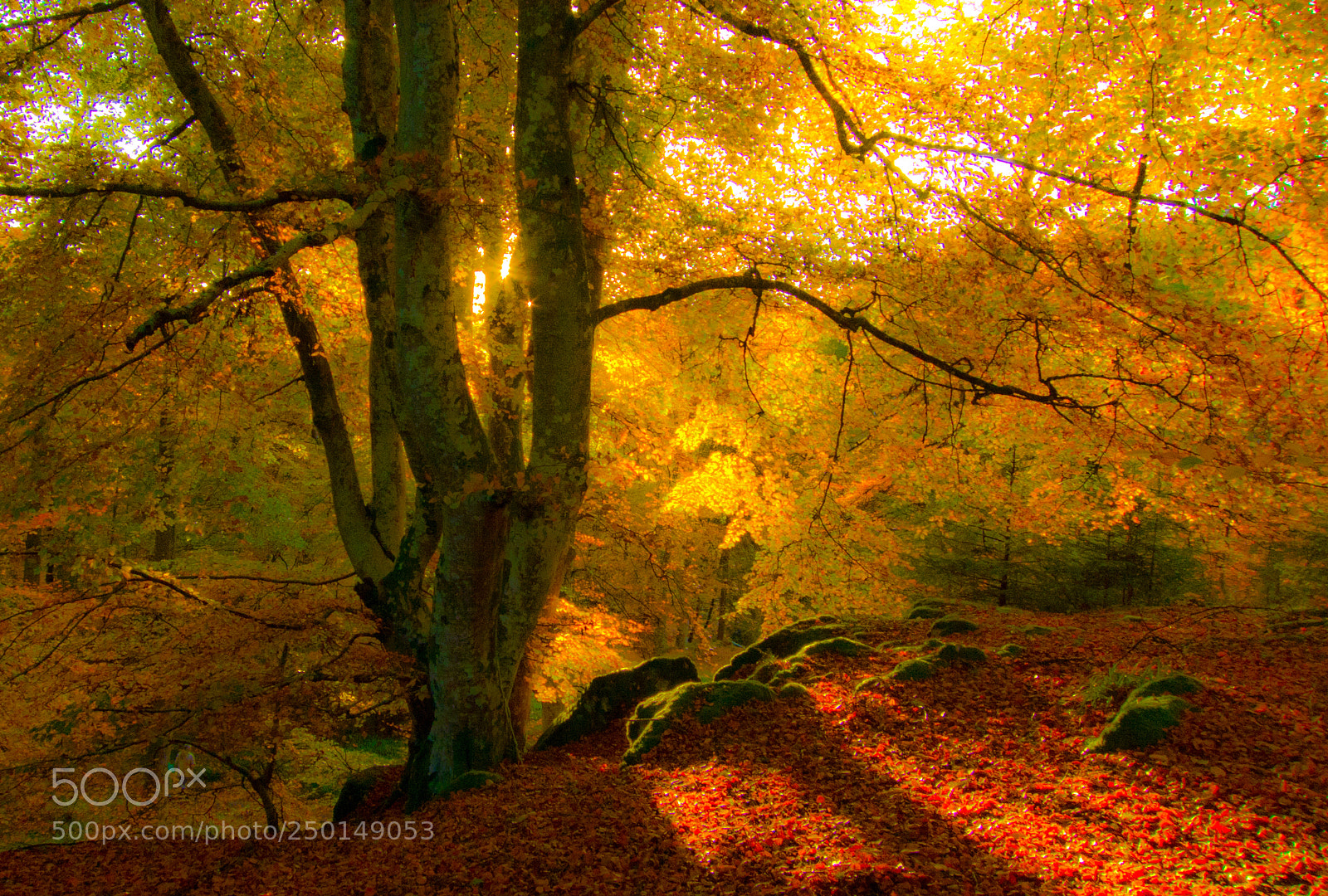 Canon PowerShot S100 sample photo. Autumn gold photography