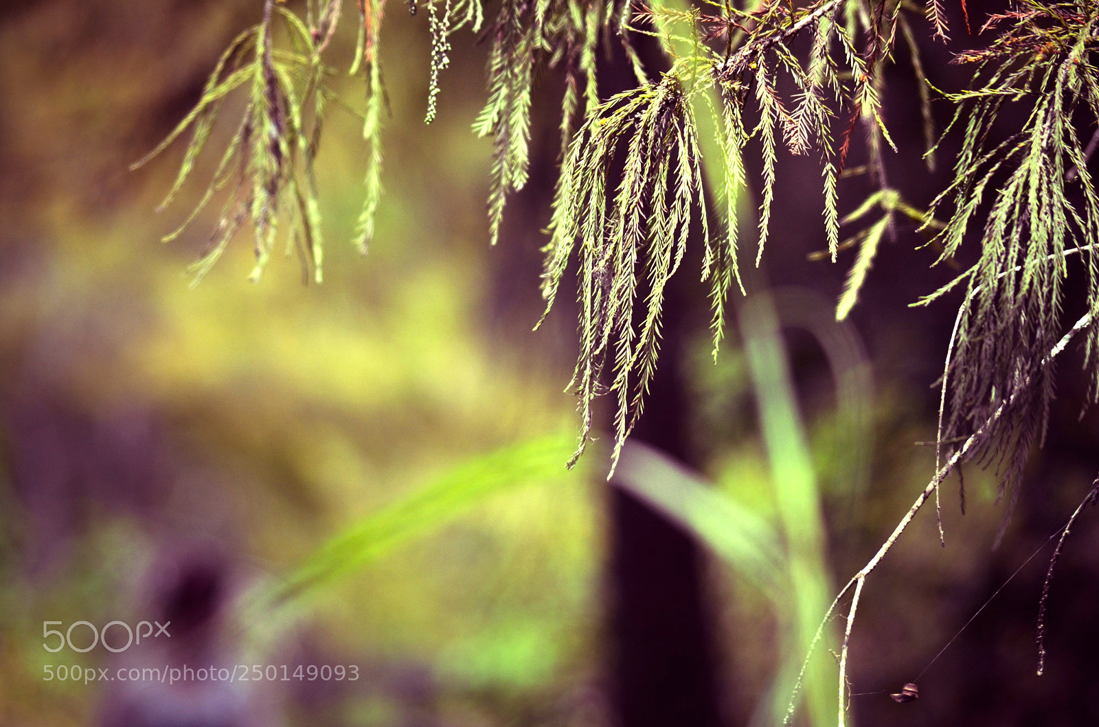 Nikon D7000 sample photo. Cypress photography