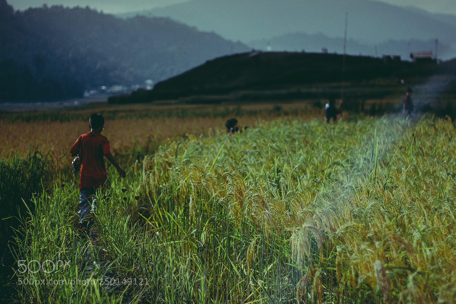 Canon EOS 550D (EOS Rebel T2i / EOS Kiss X4) sample photo. Ziro valley, arunachal pradesh photography