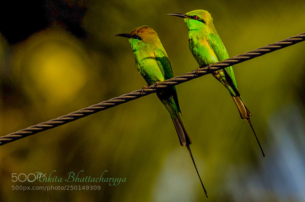 Nikon D5100 sample photo. Untitled photography
